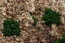 virgin detail 1 - natural.webp