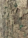 Skin tree green detail.webp