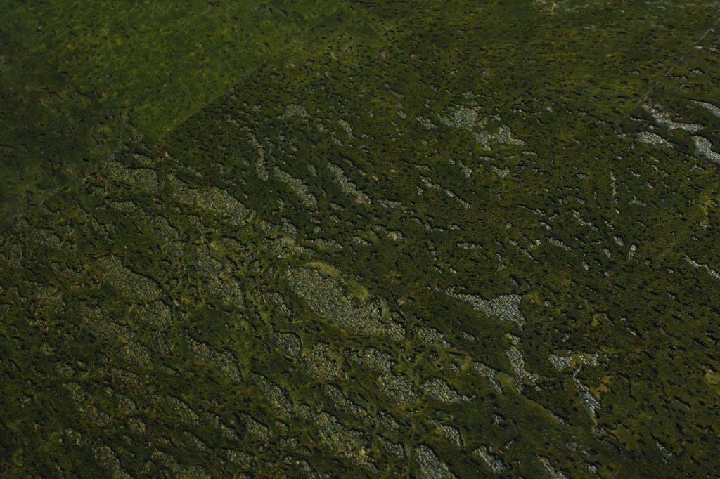 Green detail.webp