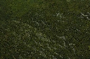 Green detail.webp
